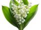 Le muguet du 1er mai  Résidence Marseillane Marseille
